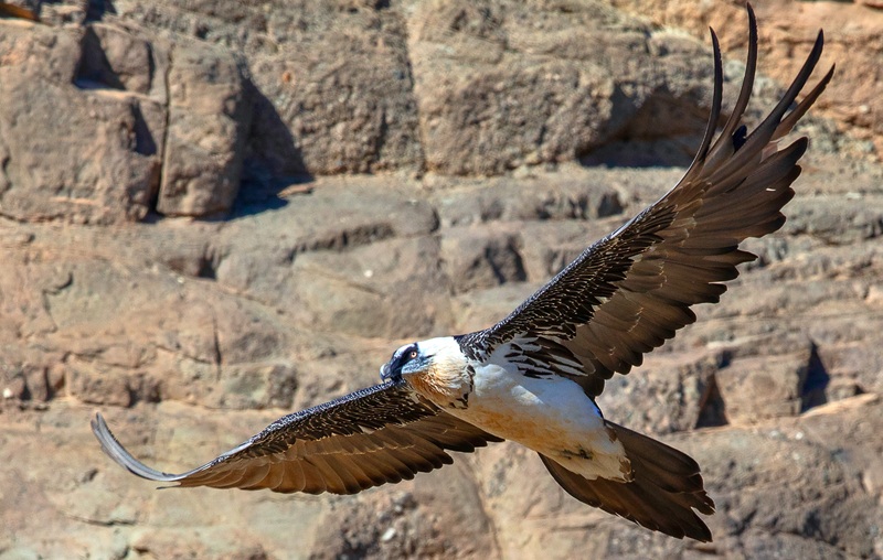 Lammergeier bearded vulture flying photo in Mongolian Gobi desert